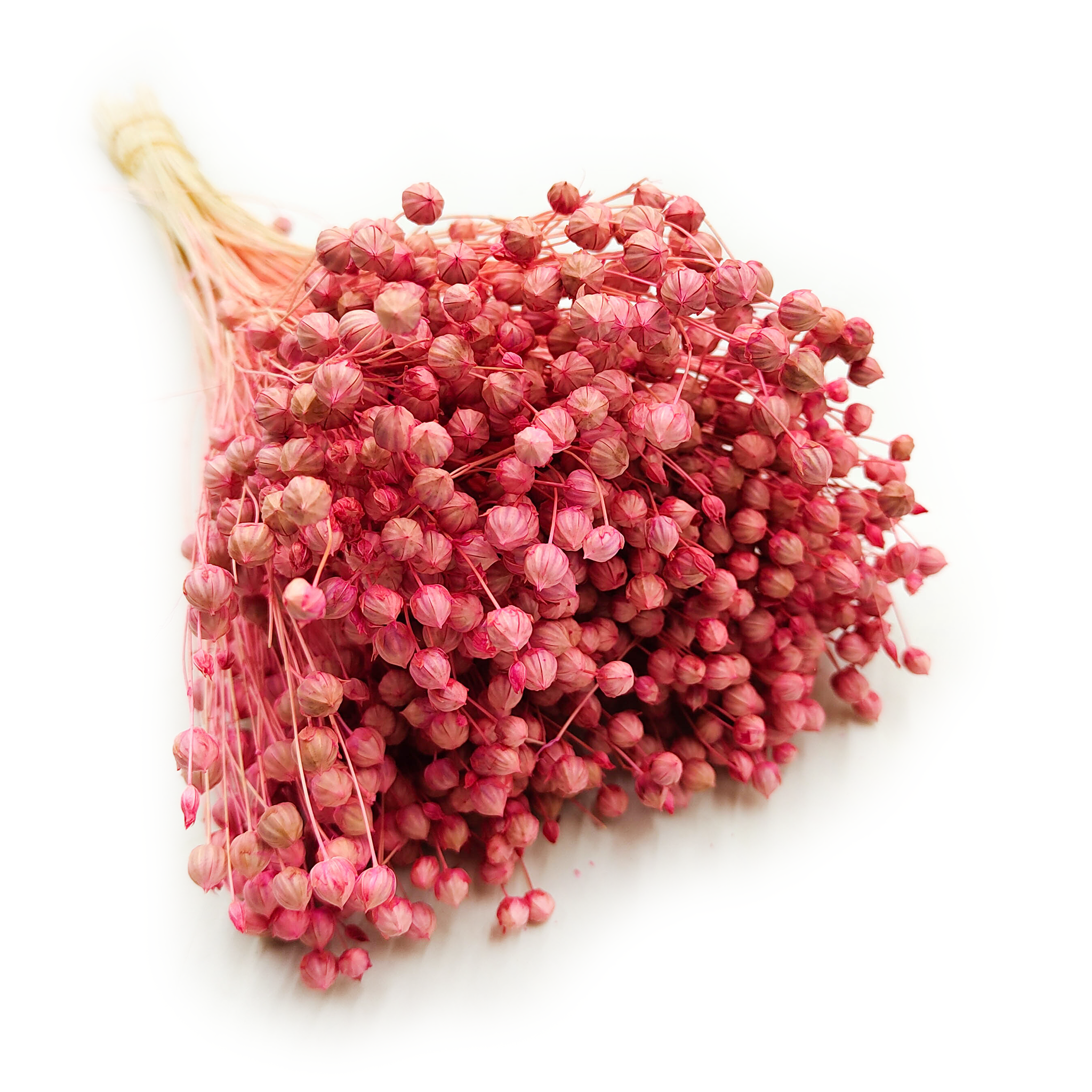 Getrockneter Leinsamen – Rosa