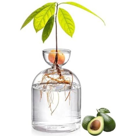 Vase À Avocat En Verre 5,3 Pouces - Kit De Culture D'Arbre Transparent Pour Démarrage De Graines - Petit Pot De Plantes