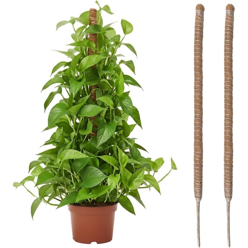 2-teilige Zimmerpflanzenstütze, 80 Cm, Faltbare Kletterstütze Aus Kokosfaser, Wachstumsstab Für Hausgarten, Monstera-pflanze