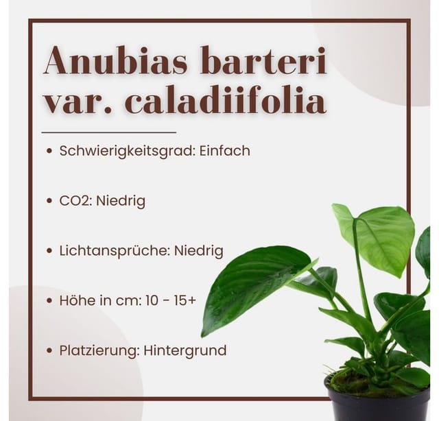 Aquarium Pflanze Anubias Barteri Caladiifolia Nr.101u