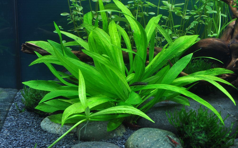 Aquarium Pflanze Helanthium 'quadricostatus' Wasserpflanzen Topf Nr.068