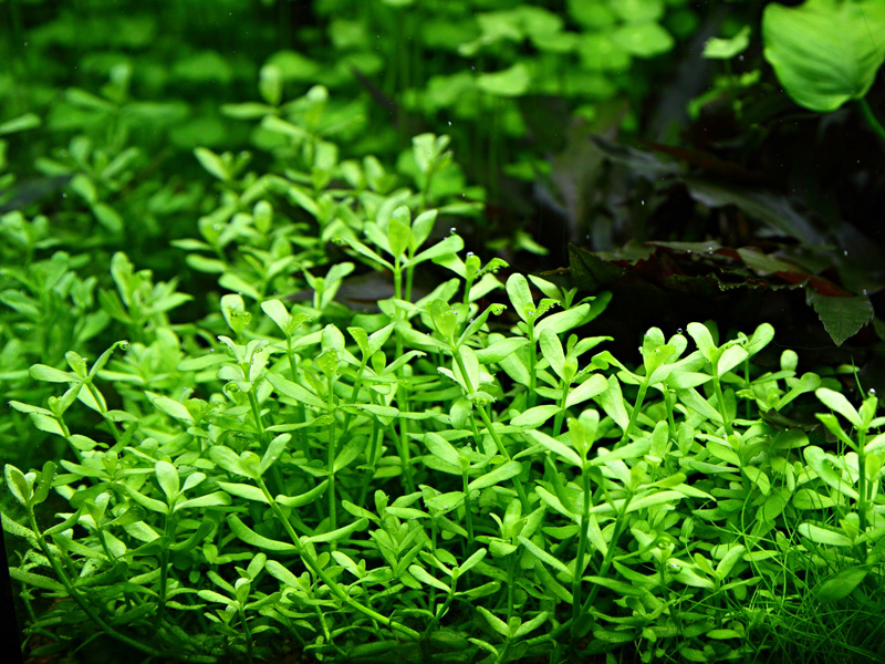 Aquarium Pflanze Bacopa 'compact' Nr.344a