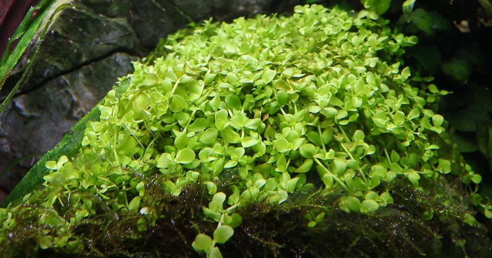 Aquarium Pflanze Micranthemum Tweediei 'monte Carlo' Wasserpflanze Nr.325