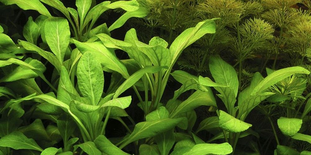Aquarium Pflanze Lobelia Cardinalis Nr.353c