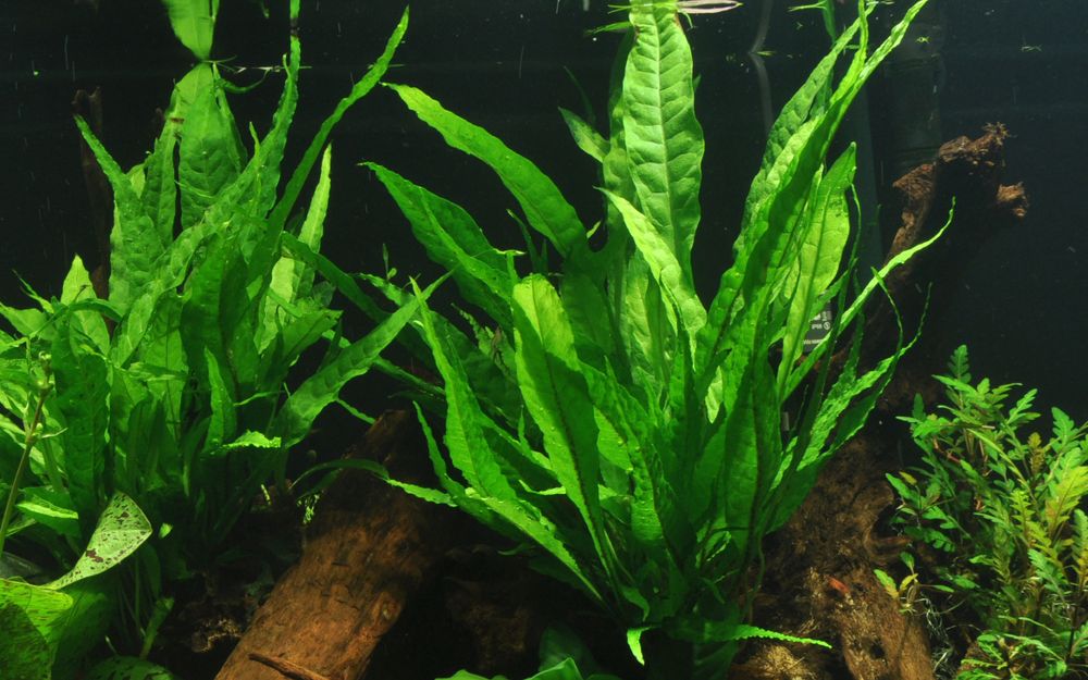Aquarium Pflanze Microsorum Pteropus Javafarn Wasserpflanzen Tropica Topf Nr.308