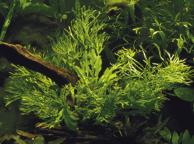 Aquarium Pflanze Microsorum Pteropus Windeløv Wasserpflanze Topf Nr.308b