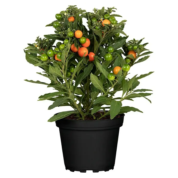 Piardino Korallenstrauch (Solanum pseudocapsicum, Topfgröße: 13 cm)
