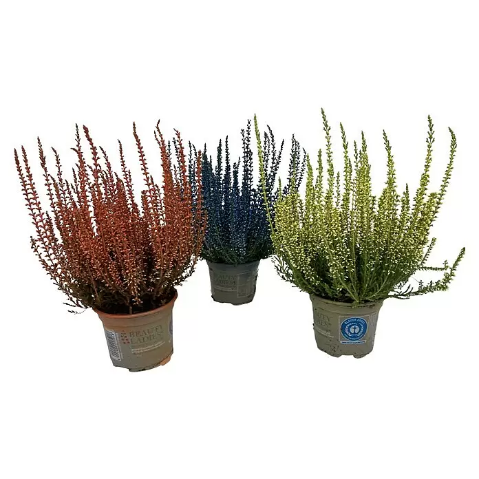 Besenheide gefärbt (Calluna vulgaris, Topfgröße: 10 cm, Gelb, Orange, Blau)