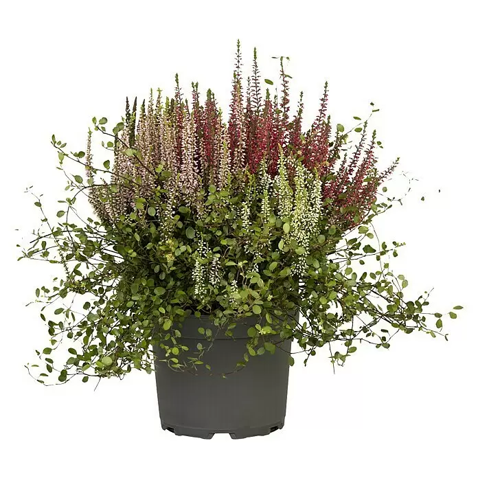 Piardino Besenheide Garden Girls Kombi (Calluna vulgaris + Begleitpflanze, Topfgröße: 17 cm)