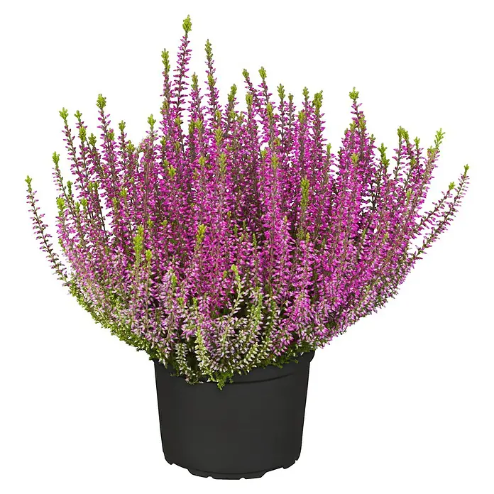 Piardino Besenheide Garden girls (Calluna vulgaris, Topfgröße: 17 cm)