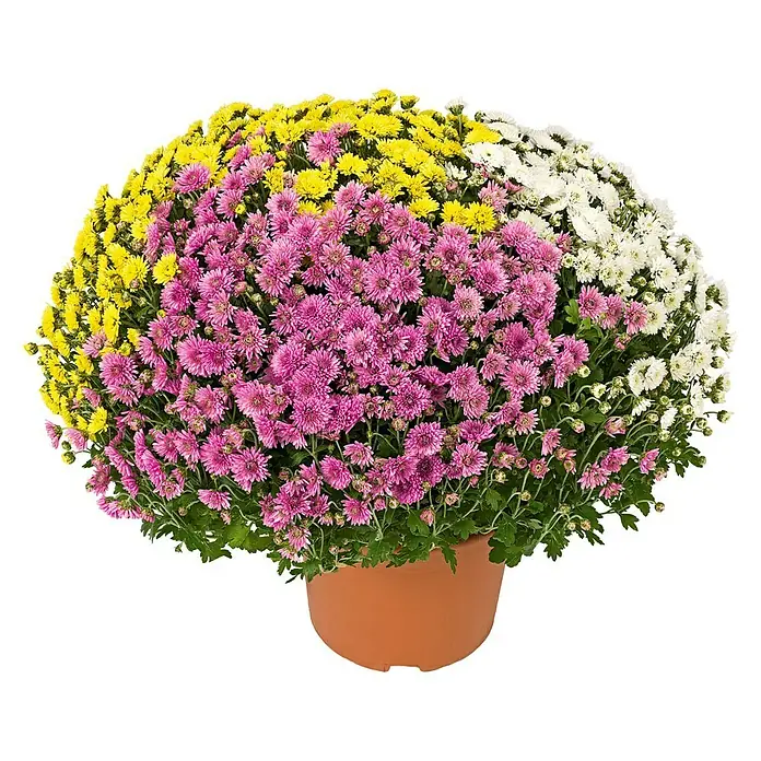 Piardino Herbst-Chrysantheme (Chrysanthemum indicum Hybride, Topfgröße: 21 cm, Gemischt)