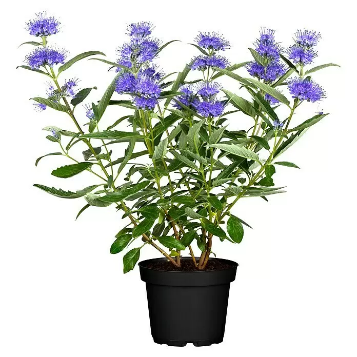 Piardino Bartblume (Caryopteris clandonensis)