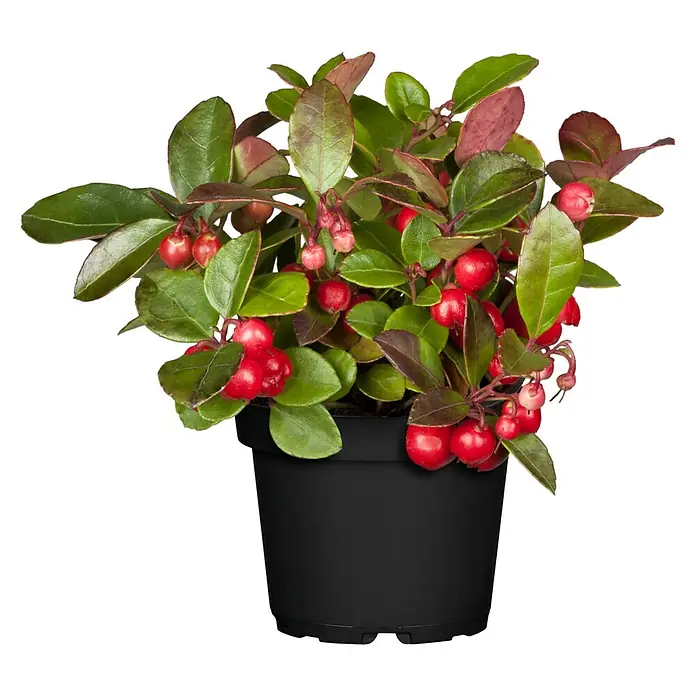Piardino Rote Teppichbeere (Gaultheria procumbens, Topfgröße: 11 cm, Hellrosa)