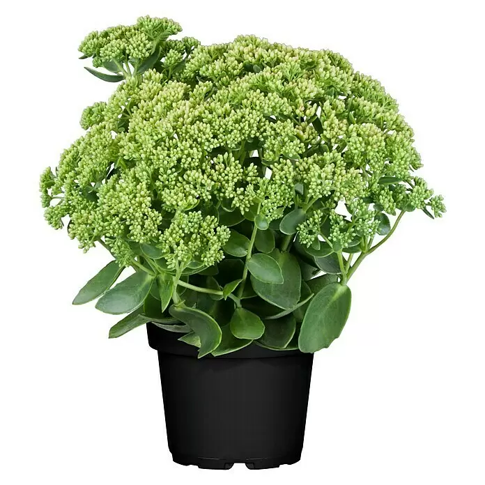 Piardino Garten-Fettblatt (Sedum telephium 'Autumn Joy', Topfgröße: 13 cm, Rosarot)