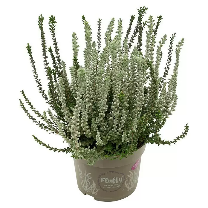Piardino Besenheide 'Garden Girls Fluffy' (Calluna vulgaris, Topfgröße: 11 cm)