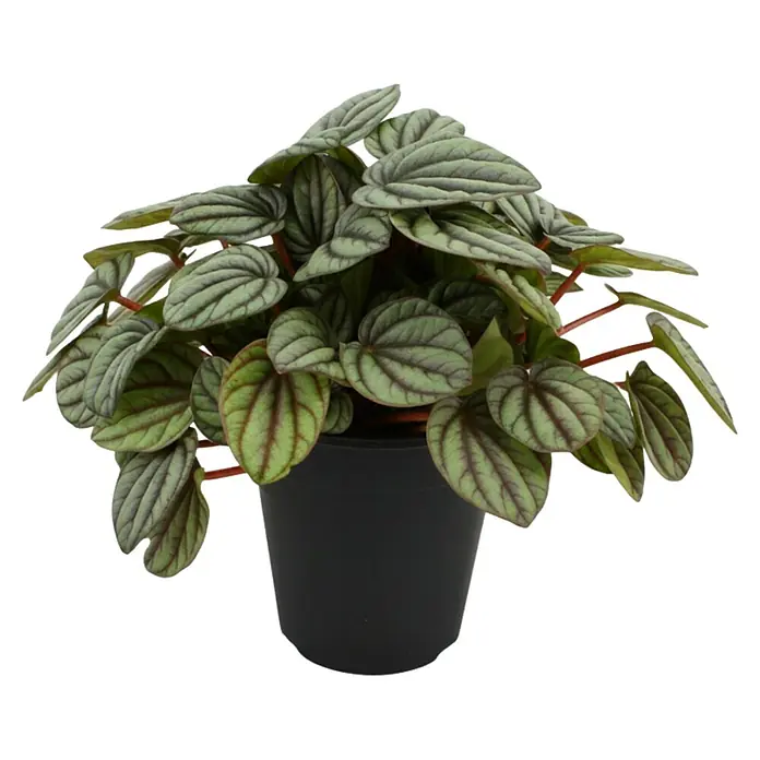 Piardino Zwergpfeffer (Peperomia mistique, Topfgröße: 12 cm, Grün)