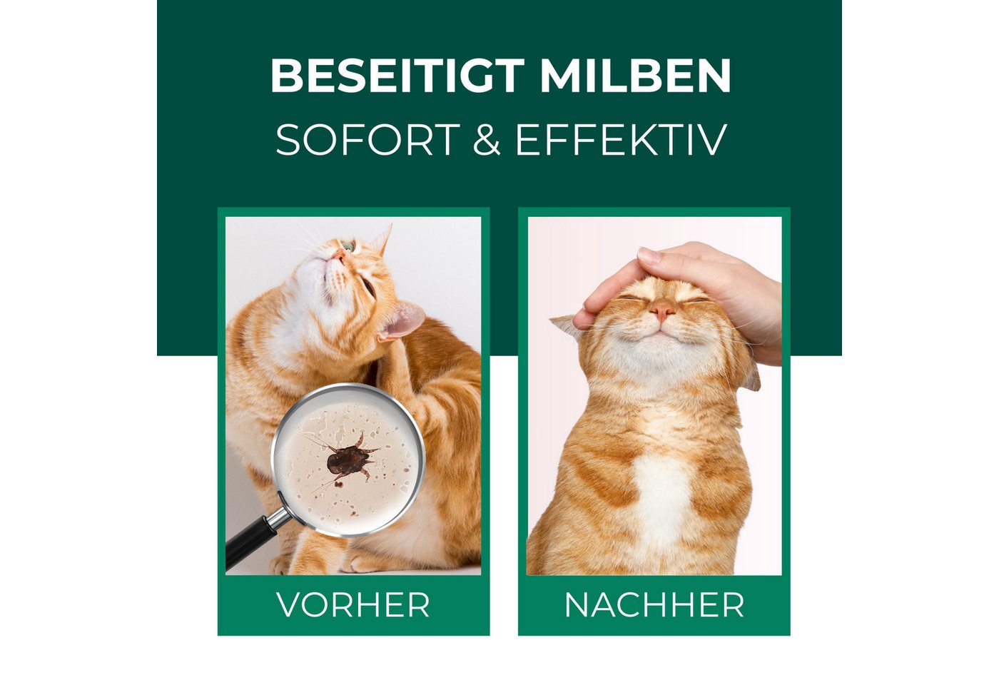 Silberkraft Insektenspray Silberkraft Milbenspray Katzen, gegen Grabmilben & Herbstgrasmilben, 2000 ml, 1-St., Anti-Milben-Mittel für Katzenfell, Schlafplätze und Umgebung Bild 3