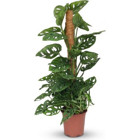 Monstera Adansonii 'monkey Mask', Zimmerpflanze Auf Grünem Rankgitter, 90 Cm Hoch, 19 Cm Topf - Pangivo