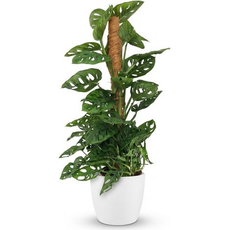 Monstera Adansonii „monstermaske“ Auf Schaumstoffstütze, Zimmerpflanze Mit Weißem Topf, 90 Cm Hoch - Pangivo