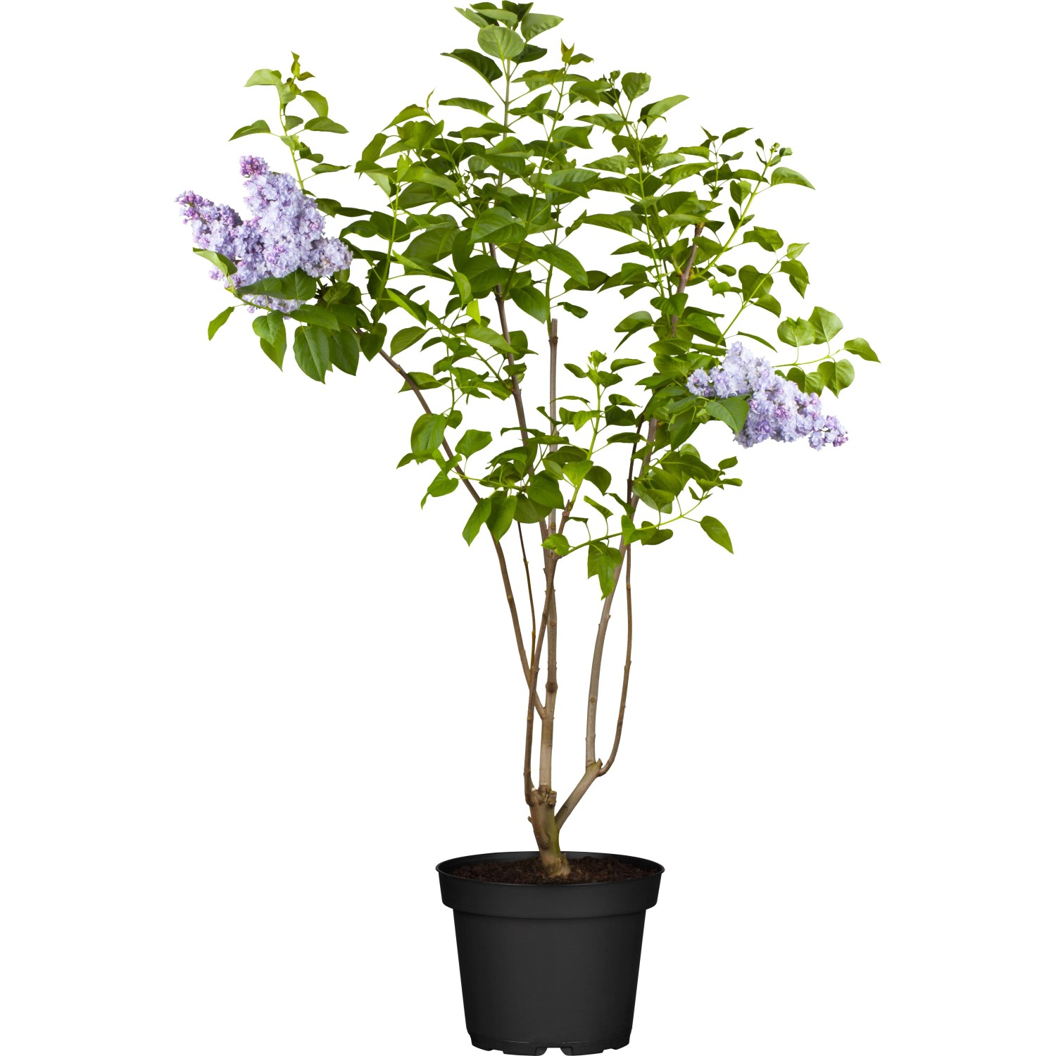 GROW by OBI Edelflieder 'Michel Buchner' Höhe ca. 40cm Topf ca. 3, Syringa vul.