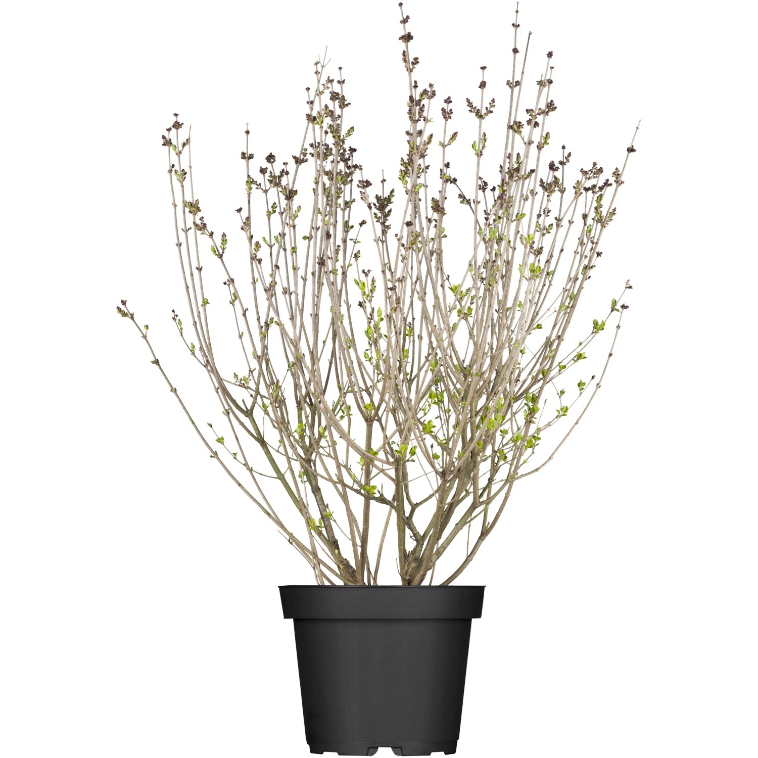 OBI Meyers Flieder Palibin Lila Höhe ca. 50 - 60 cm Topf ca. 3,5, Syringa