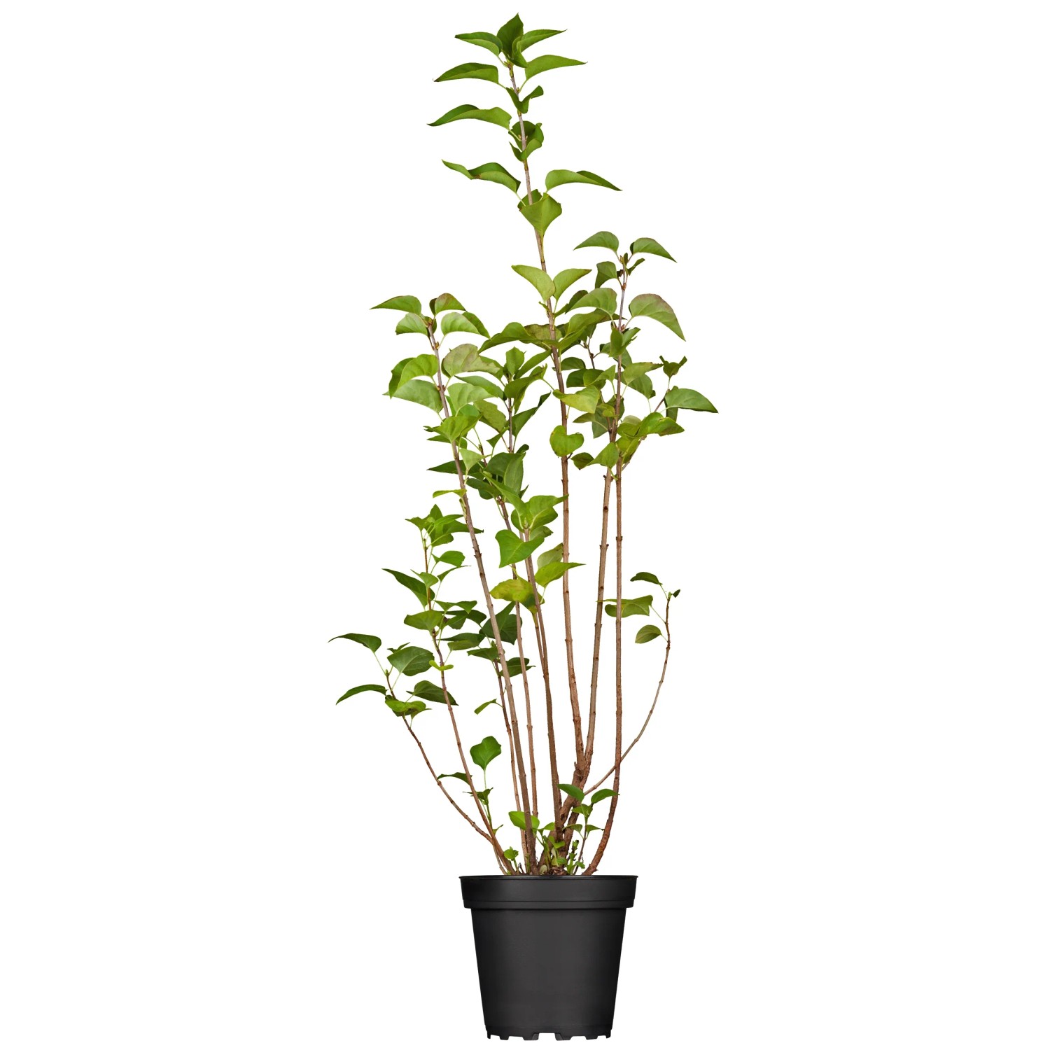 OBI Hyazinthenflieder Rosenrot Höhe ca. 40 - 60 cm Topf ca. 3,5, Syringa