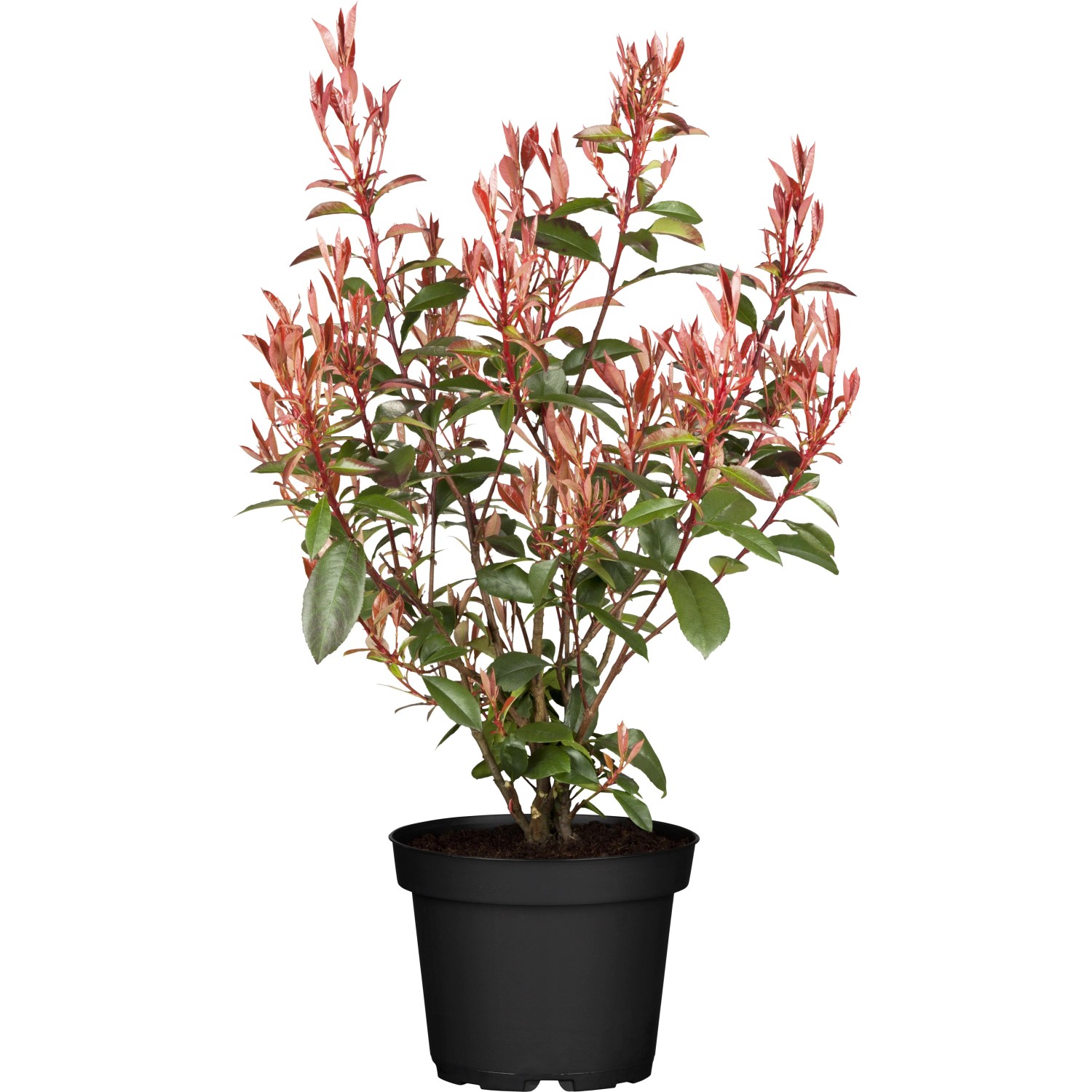 GROW by OBIGlanzmispel Compacta Höhe ca. 30 - 40 cm Topf ca. 3,4, Photinia