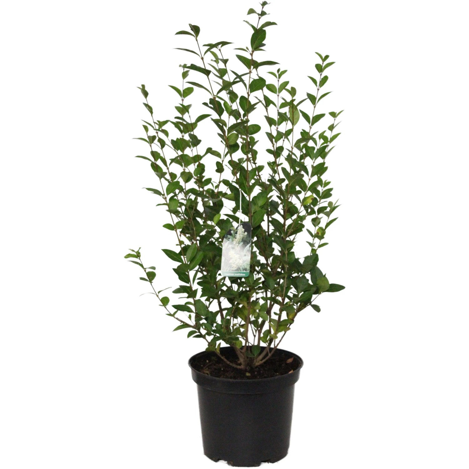GROW by OBI Ovalblättriger Liguster Höhe ca. 40 - 60 cm Topf ca. 5, Ligustrum