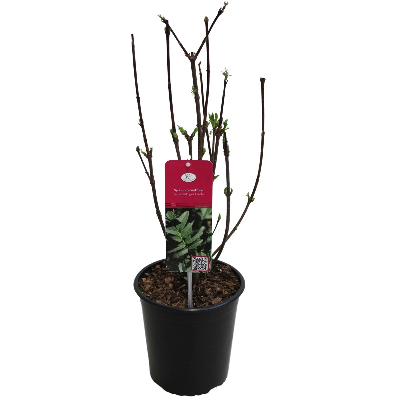 Fiederblättriger Flieder Höhe ca. 40 - 60 cm Topf ca. 3,5, Syringa pinnatifolia