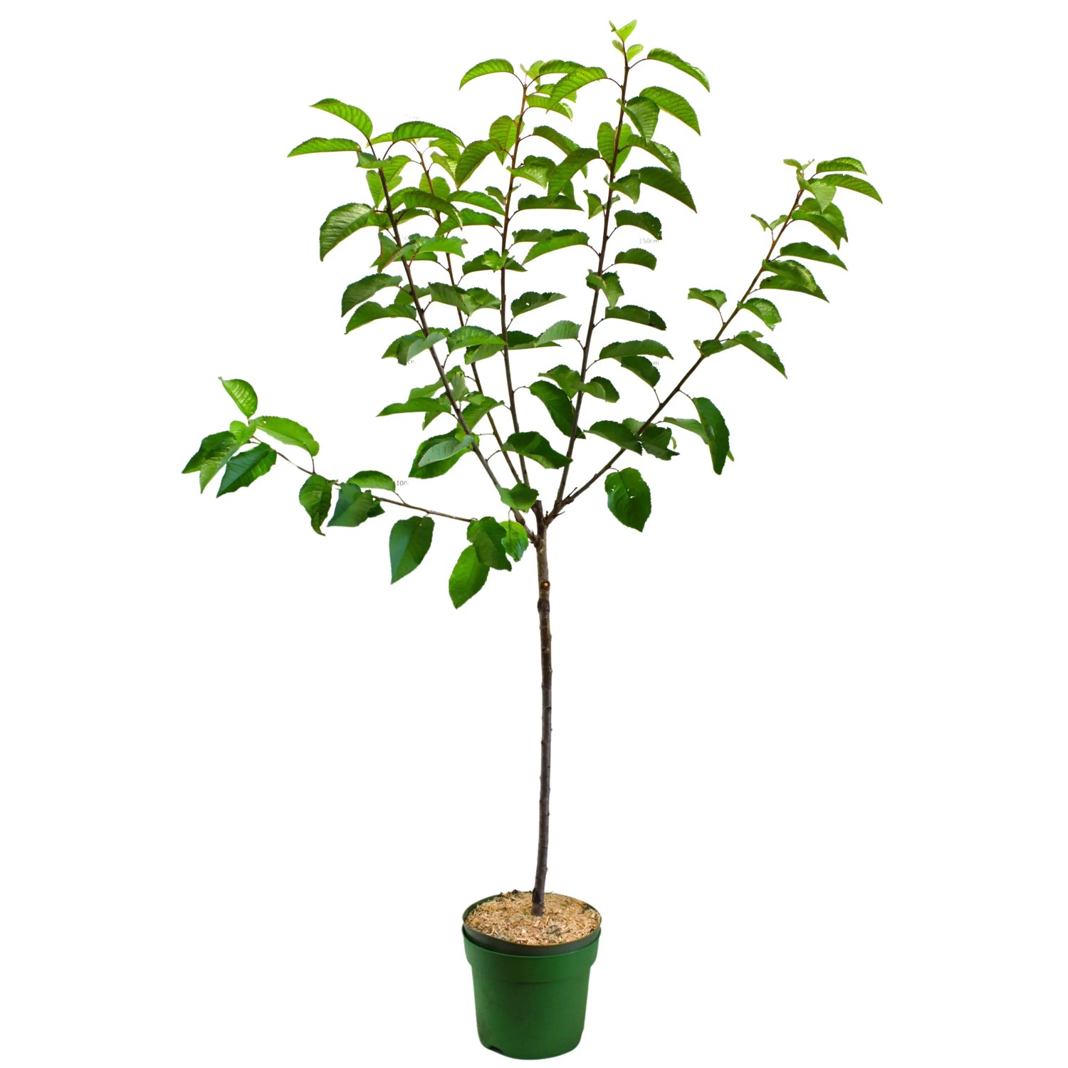 GROW by OBI Bio Süßkirsche Lapins Rot Höhe ca. 100 - 120 cm Topf ca. 7,