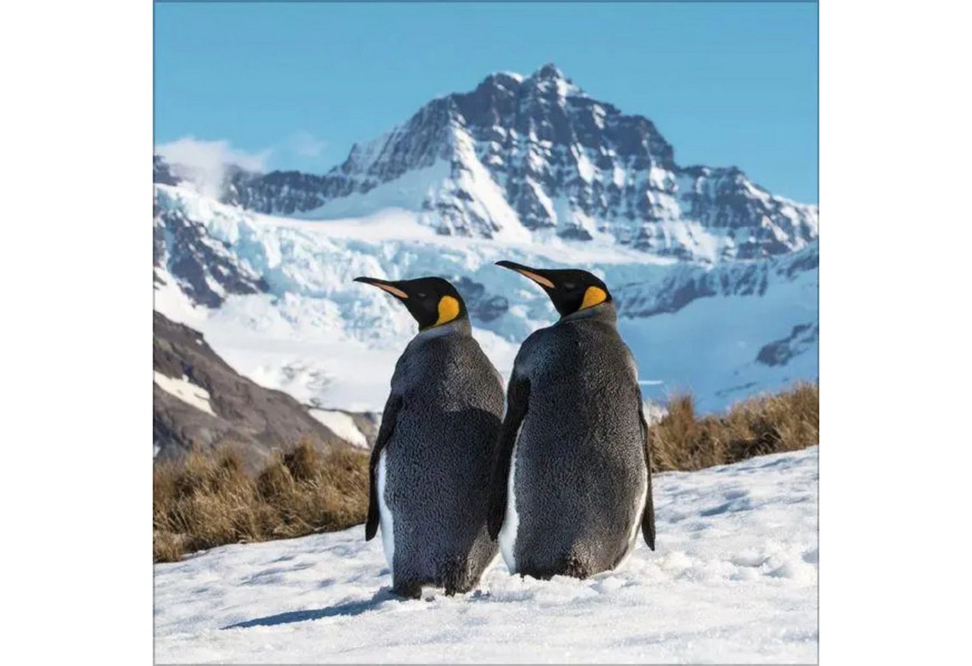 Korsch Verlag Wandkalender Pinguine 2027
