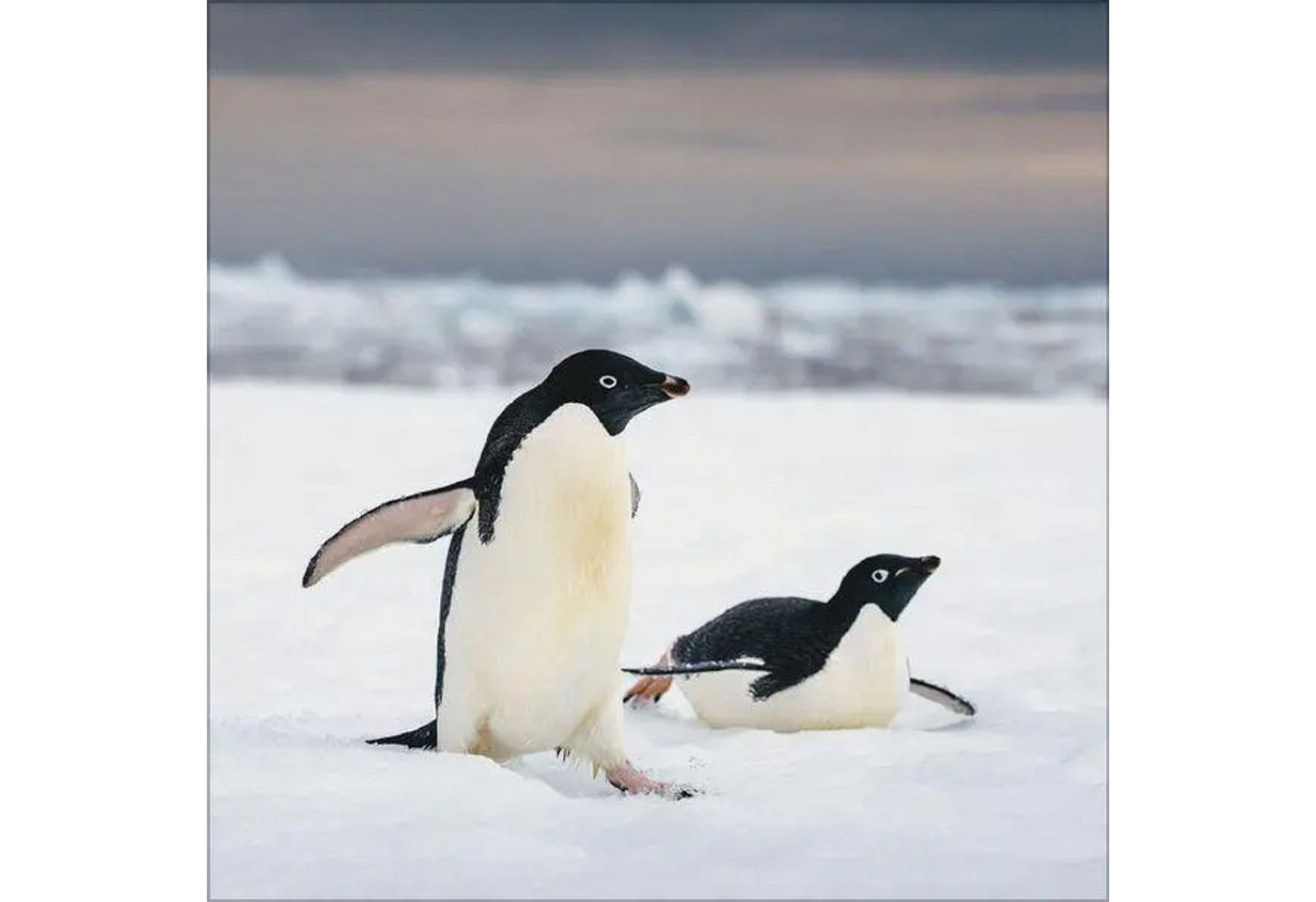 Korsch Verlag Wandkalender Pinguine 2027 Bild 4