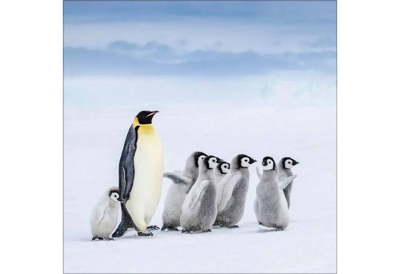 Korsch Verlag Wandkalender Pinguine 2027 Bild 5