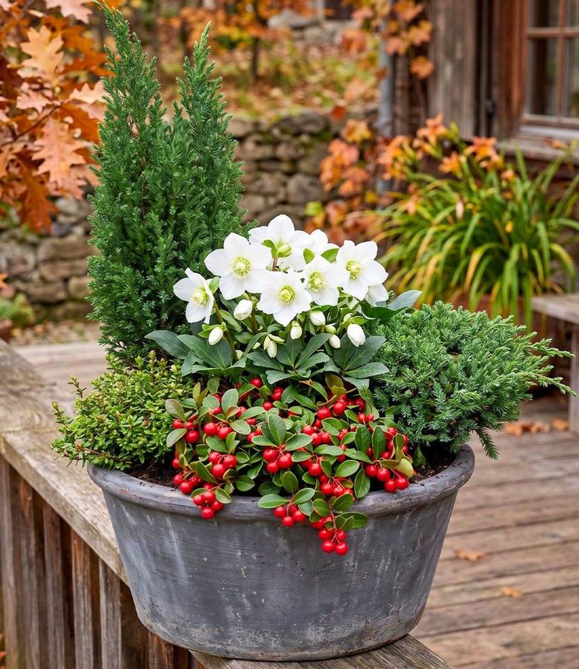 BALDUR Garten Staude 5er Herbst-Set 'Berry & Bloom', 5 St., Herbstpflanzen-Mix, immergrün, winterattraktiv, kübelgeeignet