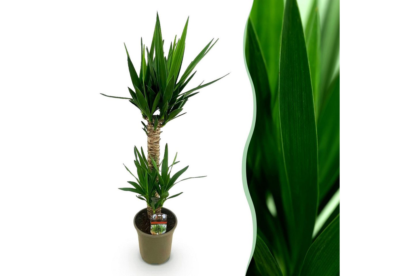 Florora Zimmerpflanze Yucca – Palmlilie – 120 cm