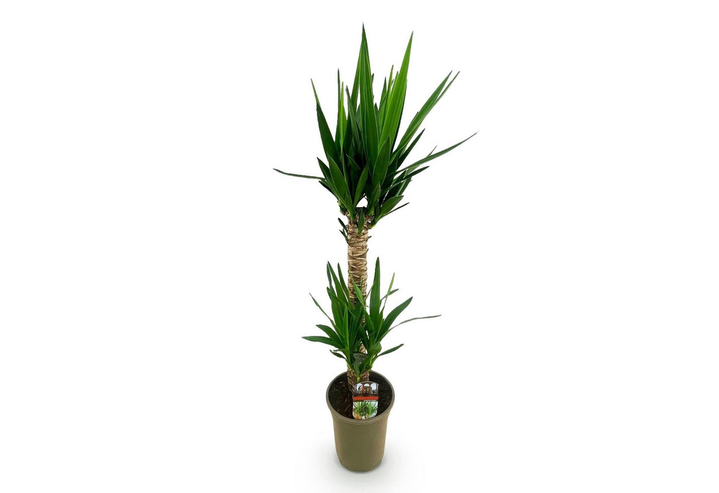 Florora Zimmerpflanze Yucca – Palmlilie – 120 cm Bild 3