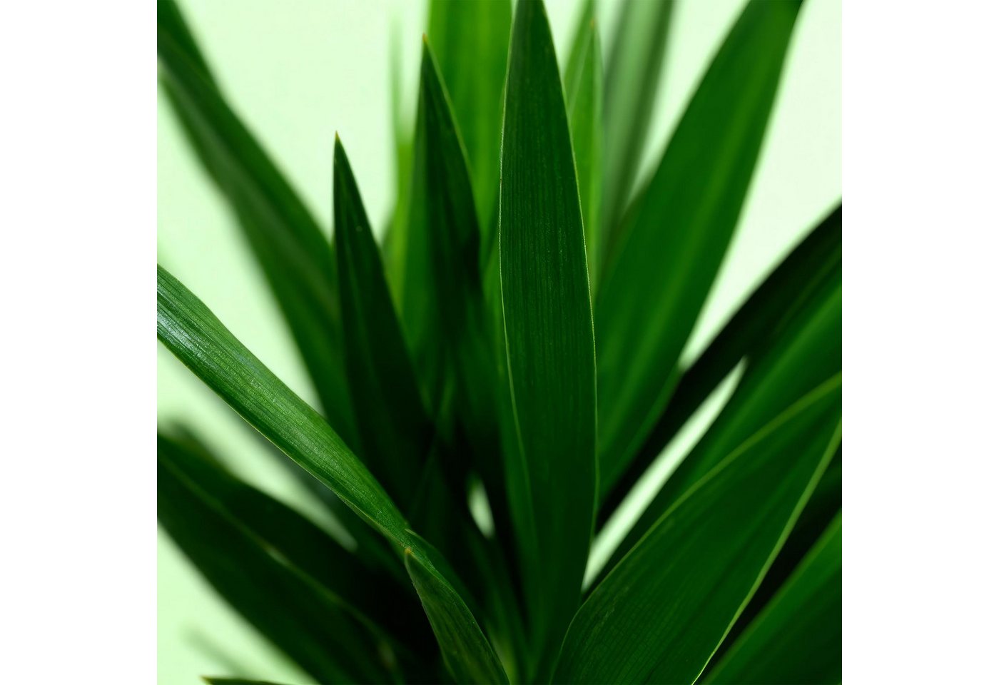 Florora Zimmerpflanze Yucca – Palmlilie – 120 cm Bild 4