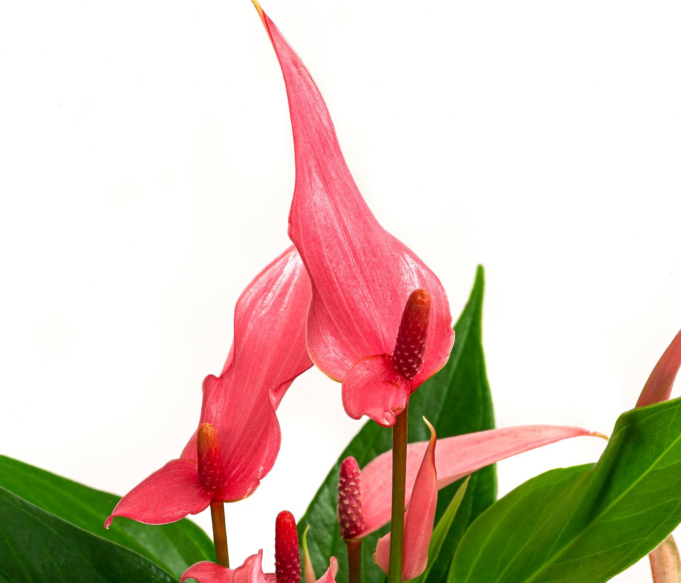Dehner Zimmerpflanze Flamingoblume Lilli, Anthurium andreanum, rosa-weiße Blüten, exotische Zimmerpflanze mit roten Blütenkolben Bild 2