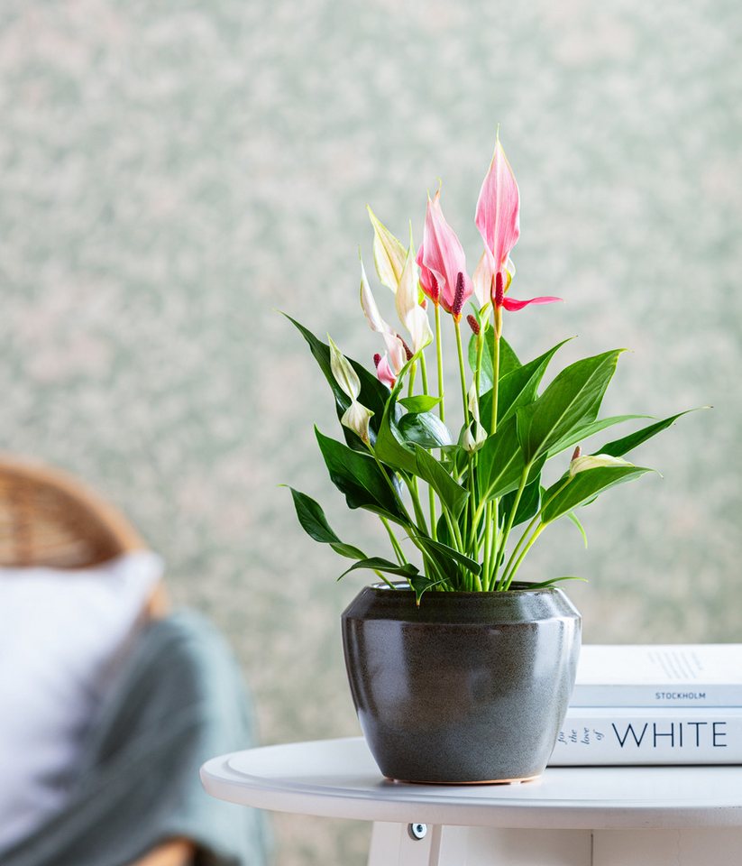 Dehner Zimmerpflanze Flamingoblume Lilli, Anthurium andreanum, rosa-weiße Blüten, exotische Zimmerpflanze mit roten Blütenkolben Bild 3