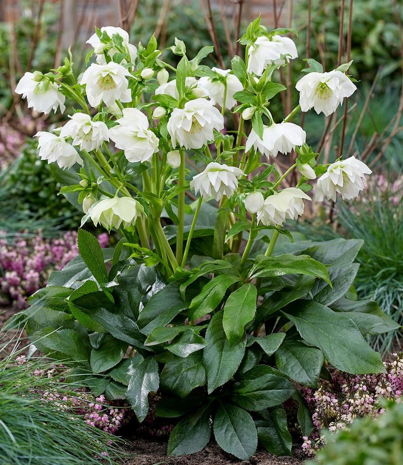 BALDUR Garten Rose Gefüllte Christrose 'ViV® Amalia', 1 St., Reichblühend, immergrün, reichblühend, lange Blütezeit
