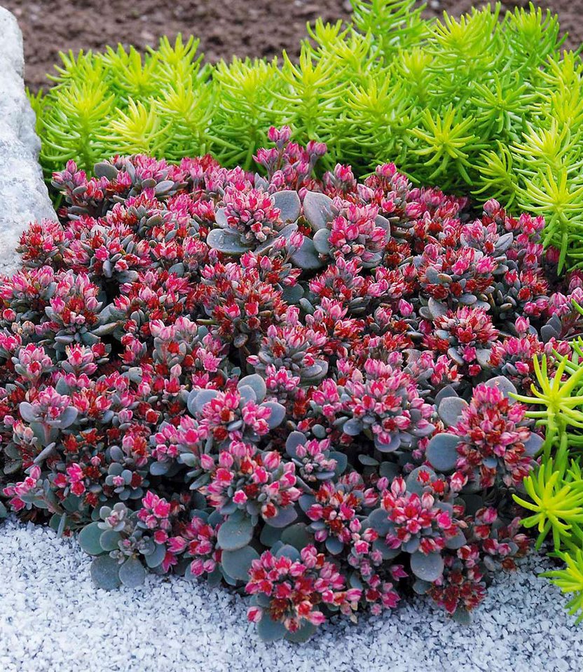 BALDUR Garten Bodendecker Sedum Sun Sparkler® 'Sedoro Blue Elf', 6 St., Steingartenpflanze,winterhart, mehrjährig,duftend