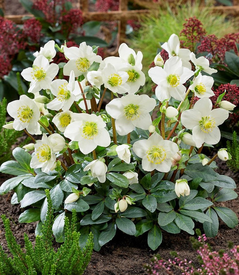 BALDUR Garten Rose Weiße Christrose, blühend im 12 cm-Topf, 1 St., Weihnachtsüberraschung,winterhart, mehrjährig