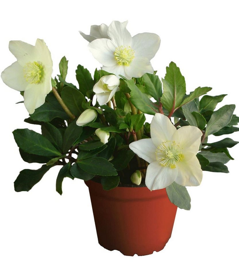BALDUR Garten Rose Weiße Christrose, blühend im 12 cm-Topf, 1 St., Weihnachtsüberraschung,winterhart, mehrjährig Bild 2