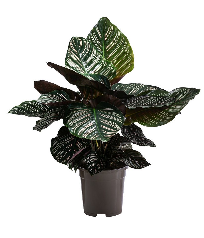 Dehner Zimmerpflanze Korbmarante, Calathea ornata, luftreinigende Wirkung, Grünpflanze mit farbiger Blattzeichnung