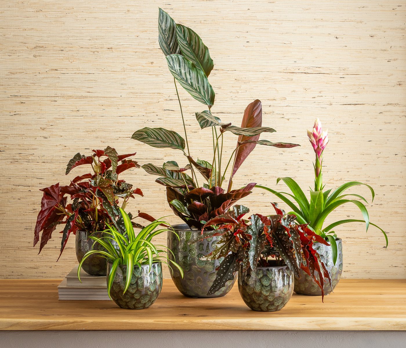 Dehner Zimmerpflanze Korbmarante, Calathea ornata, luftreinigende Wirkung, Grünpflanze mit farbiger Blattzeichnung Bild 2
