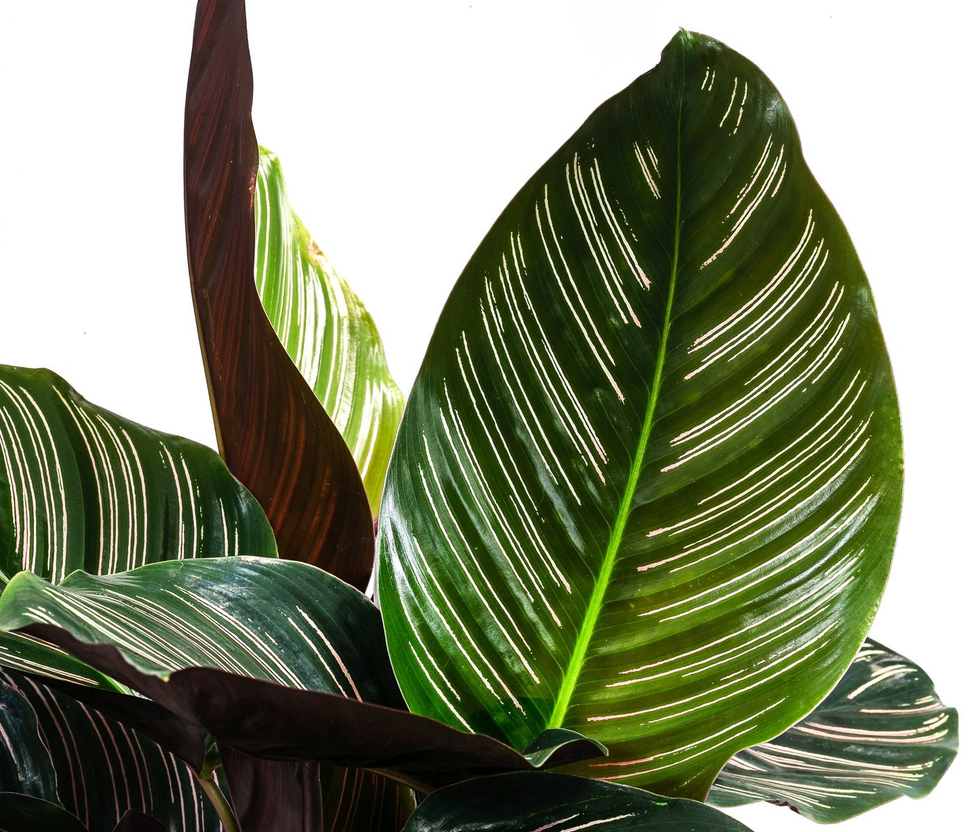 Dehner Zimmerpflanze Korbmarante, Calathea ornata, luftreinigende Wirkung, Grünpflanze mit farbiger Blattzeichnung Bild 3