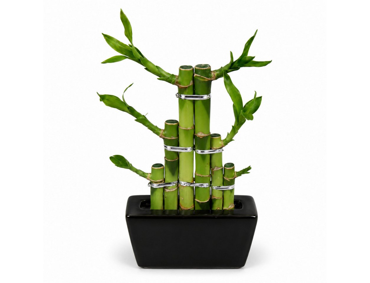 Exotenherz Zimmerpflanze Lucky Bamboo modernes Arrangement in eckiger Schale 3 Ebenen schwarz