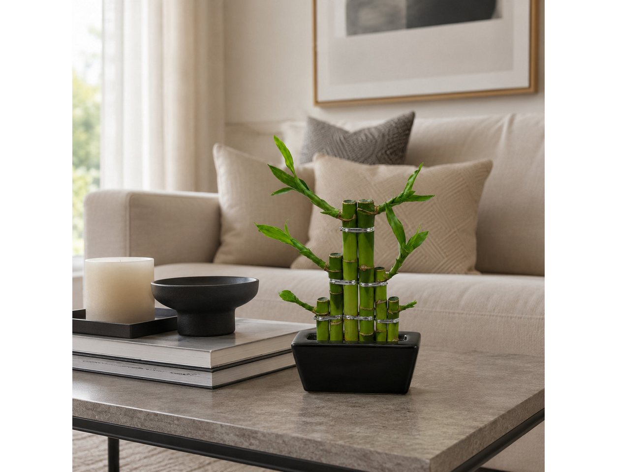 Exotenherz Zimmerpflanze Lucky Bamboo modernes Arrangement in eckiger Schale 3 Ebenen schwarz Bild 2