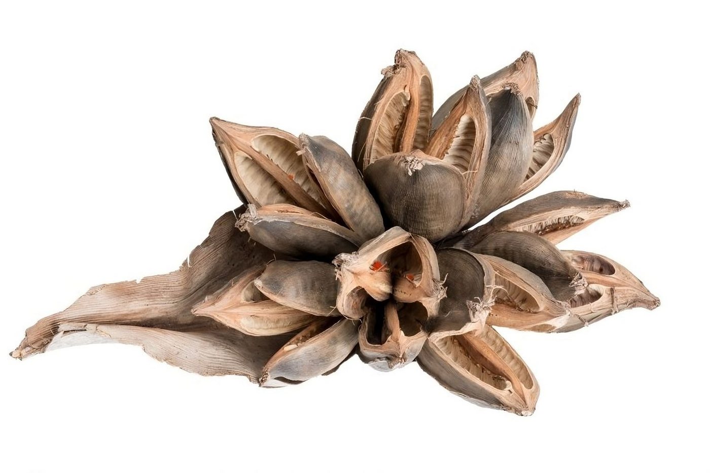 NaDeco Bastelnaturmaterial Sororoca Knospe natur ca. 20-30cm