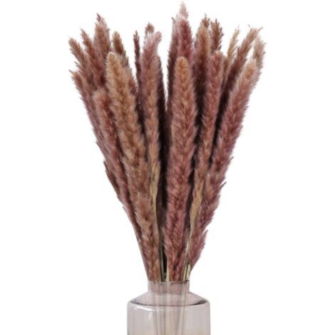 Qorva – 30 Stück Getrocknetes Pampasgras, 60 Cm Strauß, Natürliche Trockenblumen, Braunes Schilfgras, Künstliche Pampaspflanze Für Hochzeiten, Vase, Innenbereich, Küche, Balkon